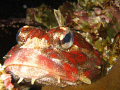   Red irish lord. Taken Canon SD550 7.1 MP camera housing using internal flash diffuser. lord 71 diffuser  